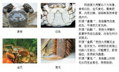 ���������ڵ��ˣ����ǳԵ��Ĵ�բз������?